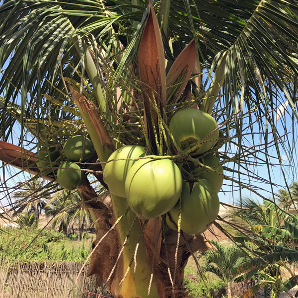 Aus dem eigenen Garten: Was die Kokosnuss alles kann